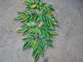 Quilled Paper Leaf Branch Wall Art: Green Home Decor